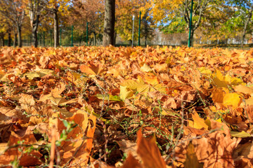 Fallen colorful maple leaves on ground in autumn city park