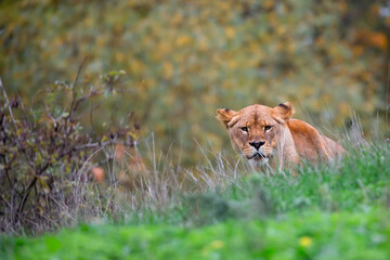 Lioness in the grass