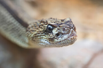 Snake a closeup portrait