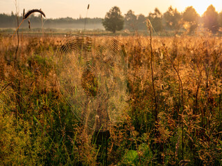 Spider web on a tall grass in a field at sunrise. Nature scene and shapes.