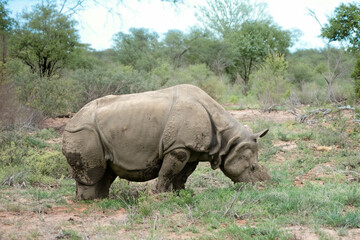 White rhinoceros, Ceratotherium simum,