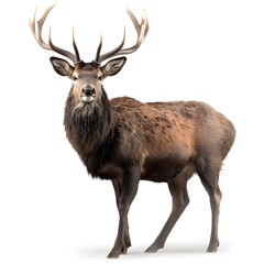 Red deer stag in front of a white background.