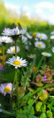 daisies in a field