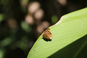 Mariposa descansando sobre hoja