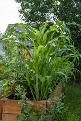 Corn grows on its own plot in the garden.