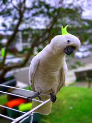Beautiful White Macaw Parrot on a grill.