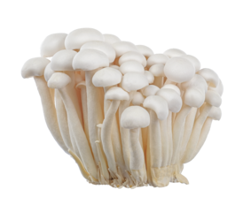 White beech mushrooms, Shimeji mushrooms isolated on white background