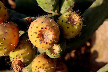 Prickly pear cactus (Opuntia, ficus-indica, Indian fig opuntia) with yellow fruits