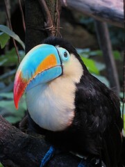 toucan