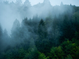 Misty Carpathian Mountains with fog landscape. Foggy morning green fir trees forest on a rainy day....