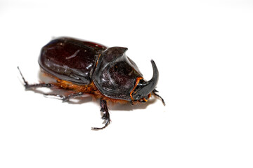 Oryctes nasicornis beetle isolated on white background