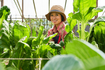 Happy farmer harvesting fresh vegetables in organic farm