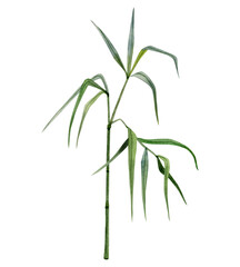 Growing bamboo stem and branches with green leaves watercolor illustration isolated on white background. Tropical nature hand drawn realistic clipart