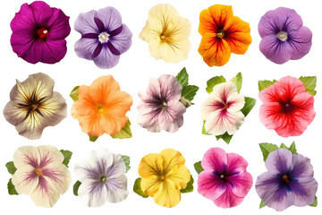 Obraz premium collection of petunia flowers isolated on transparent background