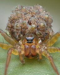 Portrait of a wolf spider with babies (Pirate Otter Spider, Pirata piraticus)