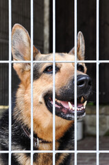 German Shepherd, dog locked in a cage, the longing dog looks at the guardian through the fence, adoption, bars, pedigree