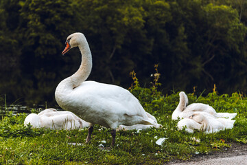 A swan with its little cygnets gathered close along the river, cleaning their feathers, with the city in the background