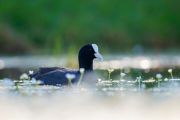 Eurasian coot (Fulica atra) in the wild