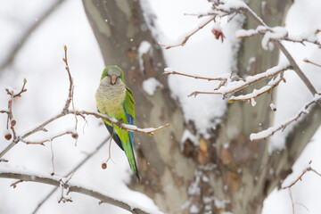 Monk parakeet (Myiopsitta monachus) during storm Filomena