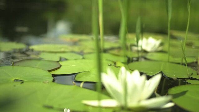 a waterlily in a pond with green leaves on the water surface in the left foreground while the camera moves to the left and the focus slowly shifts to the waterlily in the central right background