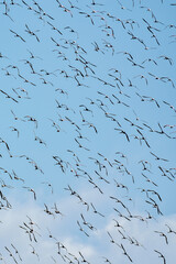 flock of birds flying