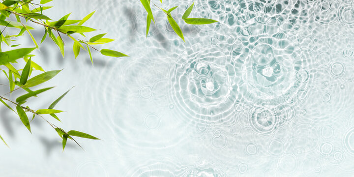 green bamboo plant on transparent fresh raindrop water surface, beautiful spa background wallpaper decoration with asian spirit for cosmetic, travel, relaxation