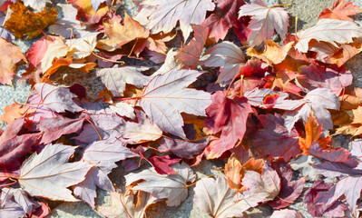 Background with fallen autumn leaves