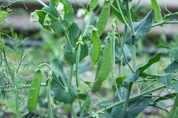 Growing green beans on a bush in the middle of a beautiful garden during the sunny summer