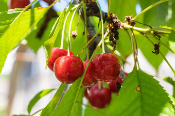 Branch of ripe cherries on a tree in a garden