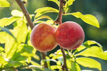 juicy plum on a young tree, purple, fruits.