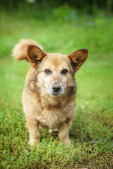 Mongrel dog of red color lies on its stomach on the grass, stretching its front paws forward. Spring