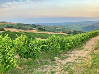 Fototapeta na wymiar vineyard at Montalto Pavese - Italy