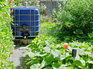 Rainwater collection tank, with blue walls, surrounded by pinto beans plant and pumpkin feet
