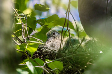 Szare pisklę gołębia w gniazdu, na drzewie w słoneczny dzień. W cieniu liści drzewa, znajduje ochłode