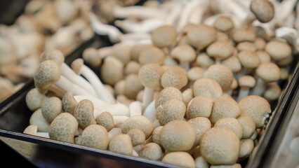 Brown beech mushrooms or White Shimeji mushroom on display in supermarket or groceries.