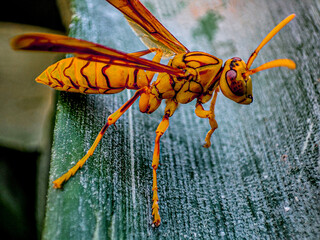 dragonfly on the wall