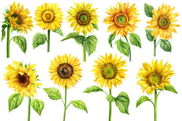Sunflowers watercolor collection. Summer yellow flowers on isolated white background, Botanical watercolor illustration