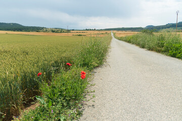 Goñi or Valle de Goñi (Goñerri or Goñibar in Basque) is a valley and a Spanish compound...