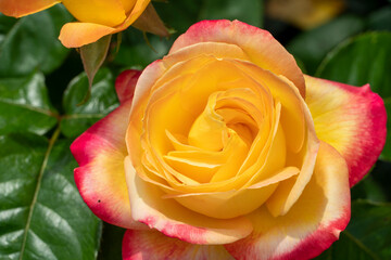 Pink and yellow rose with water drops. Bright Yellow and Pink Multicolored Hybrid Rose.