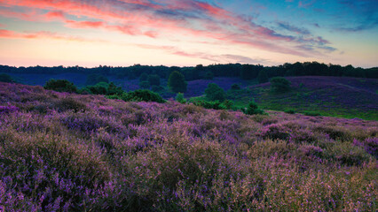 Blooming Heather fields, purple pink heather in bloom, blooming heater on the Posbank, Netherlands. Holland Nationaal Park Veluwezoom during sunrise