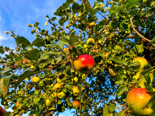 apples on a tree