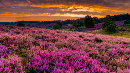Blooming Heather fields, purple pink heather in bloom, blooming heater on the Posbank, Netherlands. Holland Nationaal Park Veluwezoom during sunset - obrazy, fototapety, plakaty