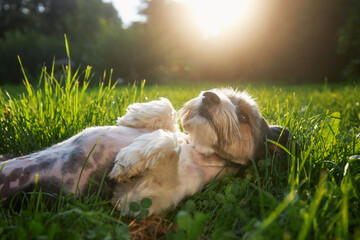 Happy lap dog lying nn back in grass at sunset. Playful cute terrier enjoying summer day at garden.. - 638827067