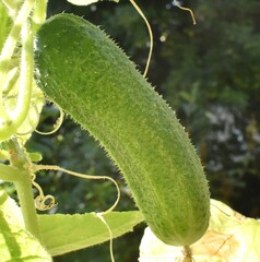 green cucumber whist on a twig
