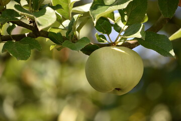 ripe green apple hanging on a branch