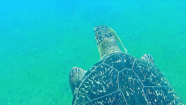 Sea Turtle, Large adult Swimming otf the coast of Dumaguete in the Philippines