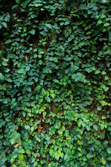green ficus pumila plant at wall, texture