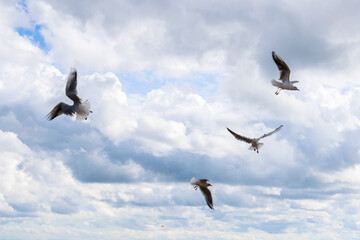 Fototapeta premium Soaring seagulls against the background of clouds