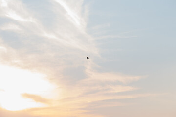 Fototapeta premium The flight of a hawk at sunset.