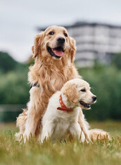 Adult and puppy golden retrievers. Two dogs are on the field outdoors